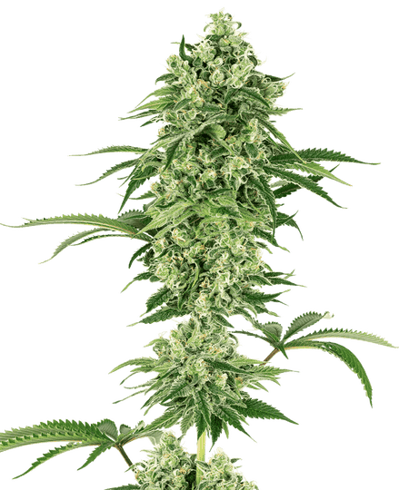 Hindu Kush 3x seeds