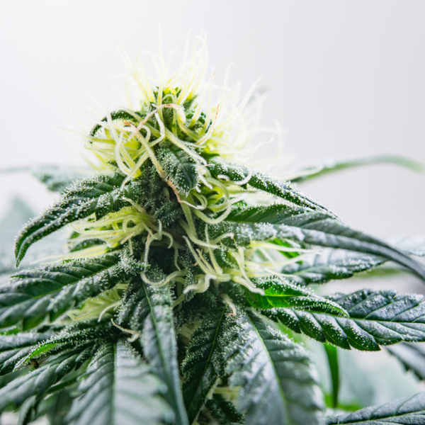 Jack Herer automatic 5x seeds