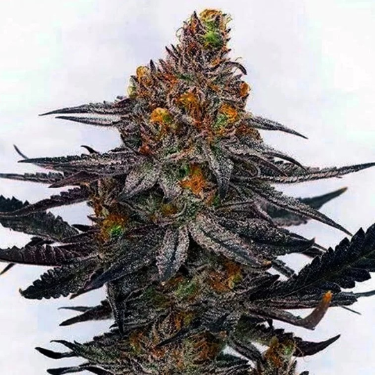 Jealousy 5x seeds