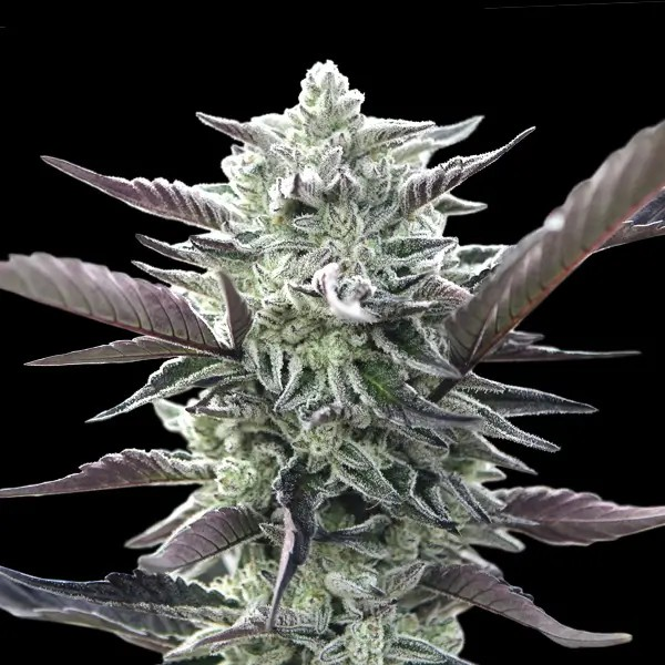 Oreoz feminised 5x Seeds