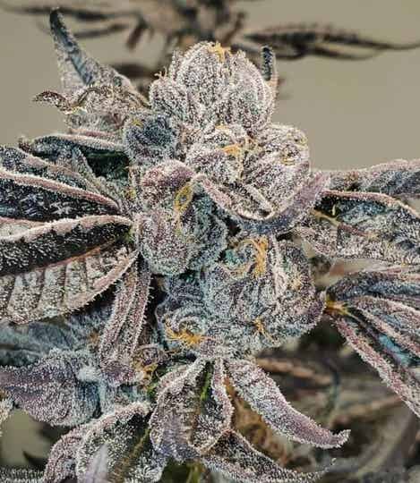 Runtz 3x Seeds