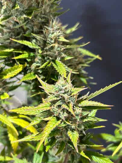 Godfather OG 5x seeds