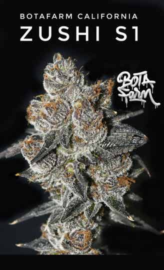 Zushi S1 3seeds