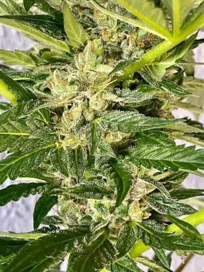 Zkittlez 3x Seeds