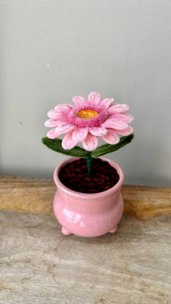 Gerbera Bloom Pink