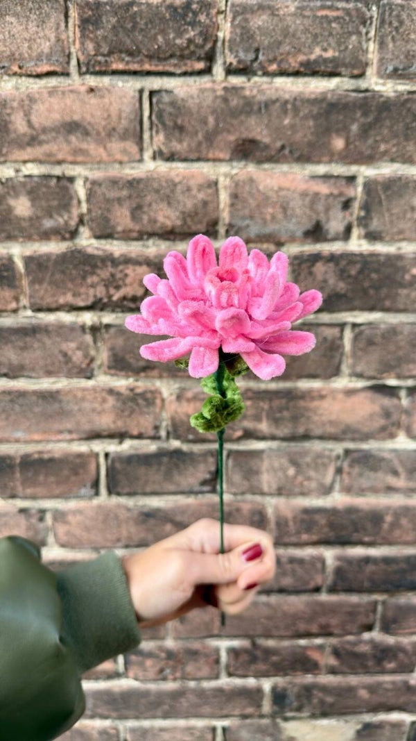 Chrysant Aurelie - diverse kleuren