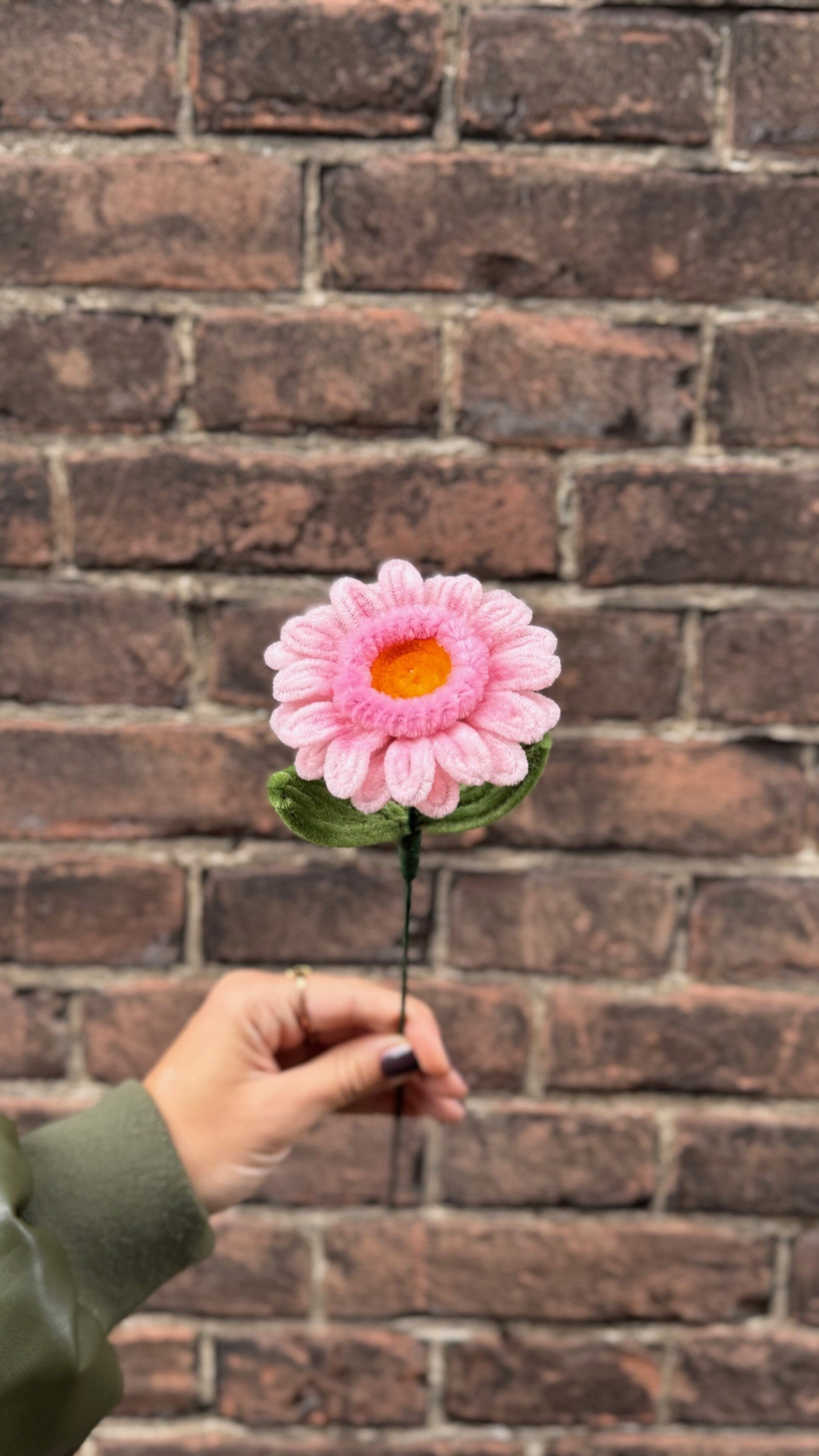 Gerbera Amélia - diverse kleuren