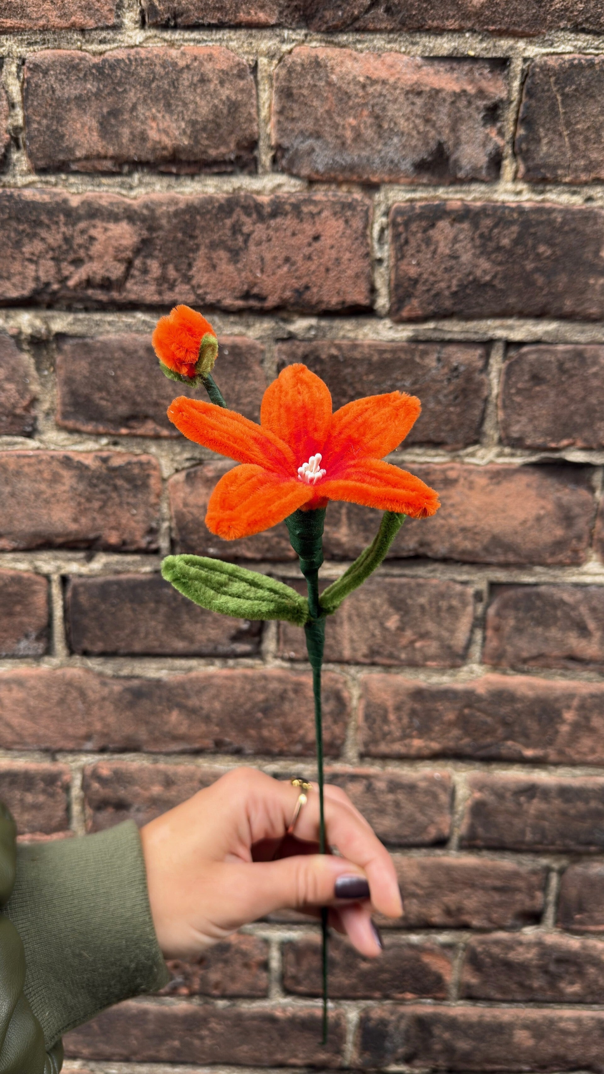 Lelie Velvita - diverse kleuren