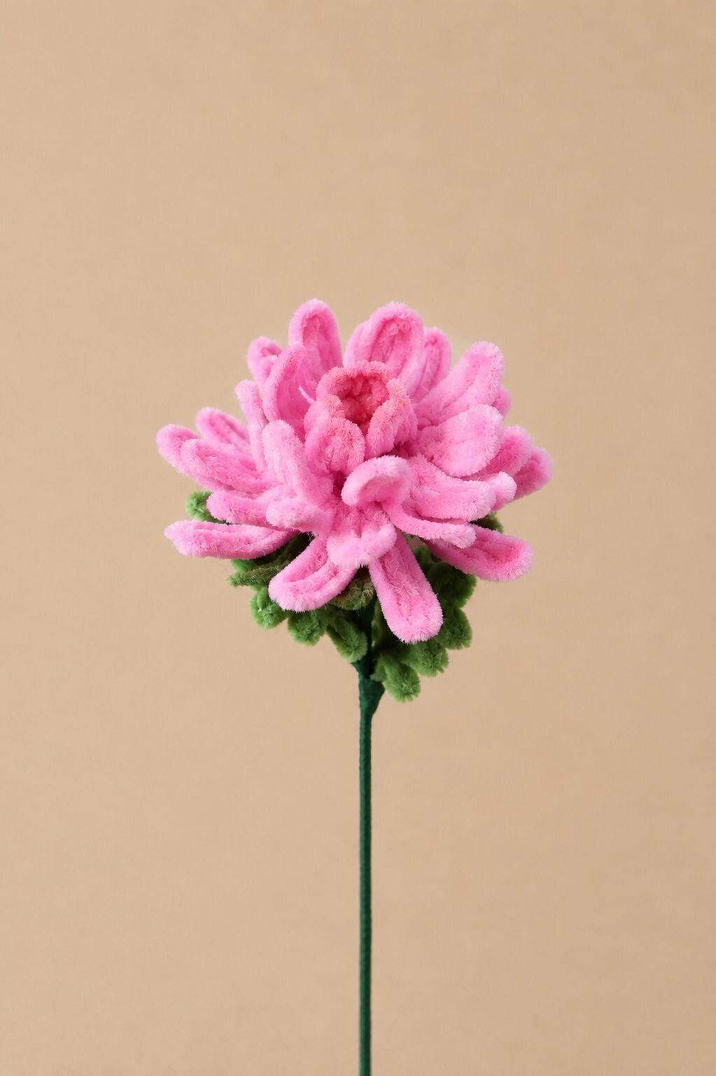 Chrysant Aurelie - diverse kleuren