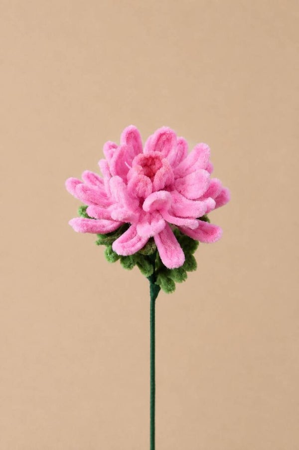 Chrysant Aurelie - diverse kleuren