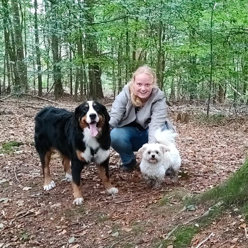 Berner Sennen Hond staat voor bos  Uitlaatservice Joëlle Veenendaal