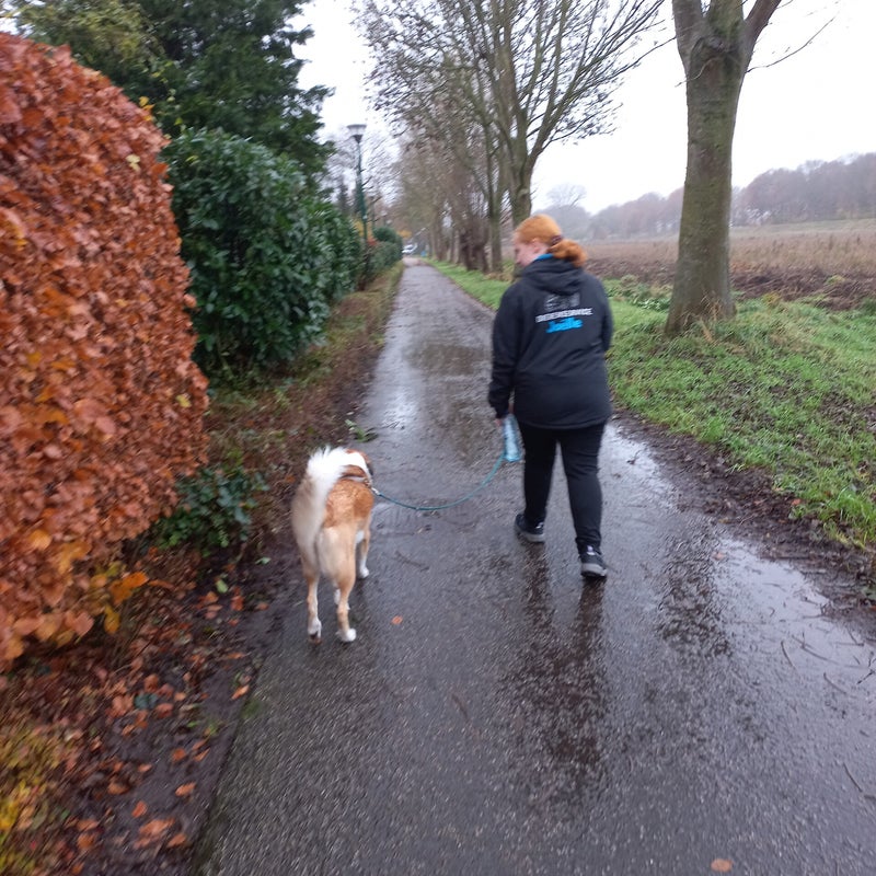 Kleine hond Tzi Shu / boomer  wandeling over vlonder  Hondenuitlaatservice Joëlle Veenendaal