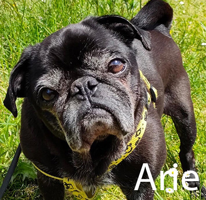 Mopshond Hondenuitlaatservice Huisdierenoppas  dierenservice Joëlle Veenendaal, Rhenen, Achterberg, Overberg, Elst, Ederveen, Renswoude, Ede, Bennekom