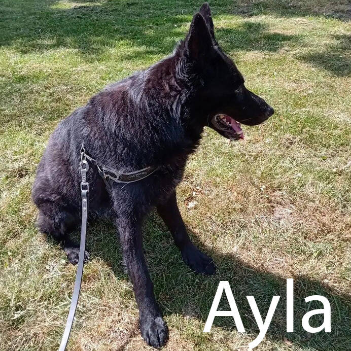 zwarte Herder  Hondenuitlaatservice Huisdierenoppas  dierenservice Joëlle Veenendaal, Rhenen, Achterberg, Overberg, Elst, Ederveen, Renswoude, Ede, Bennekom