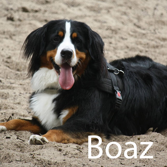 Berner Sennen Hondenuitlaatservice Huisdierenoppas  dierenservice Joëlle Veenendaal, Rhenen, Achterberg, Overberg, Elst, Ederveen, Renswoude, Ede, Bennekom