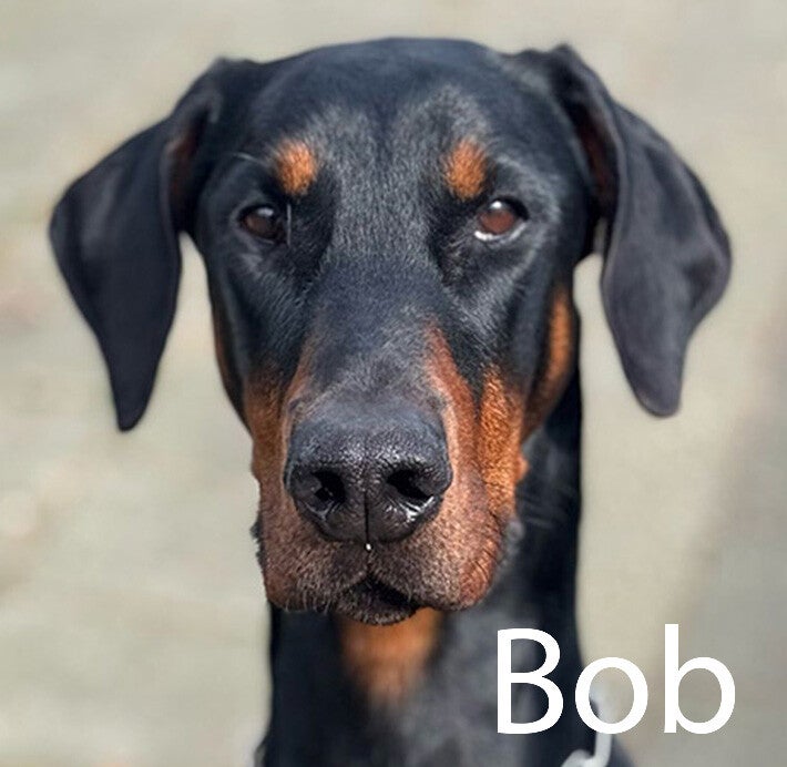 Doberman Hondenuitlaatservice Huisdierenoppas  dierenservice Joëlle Veenendaal, Rhenen, Achterberg, Overberg, Elst, Ederveen, Renswoude, Ede, Bennekom