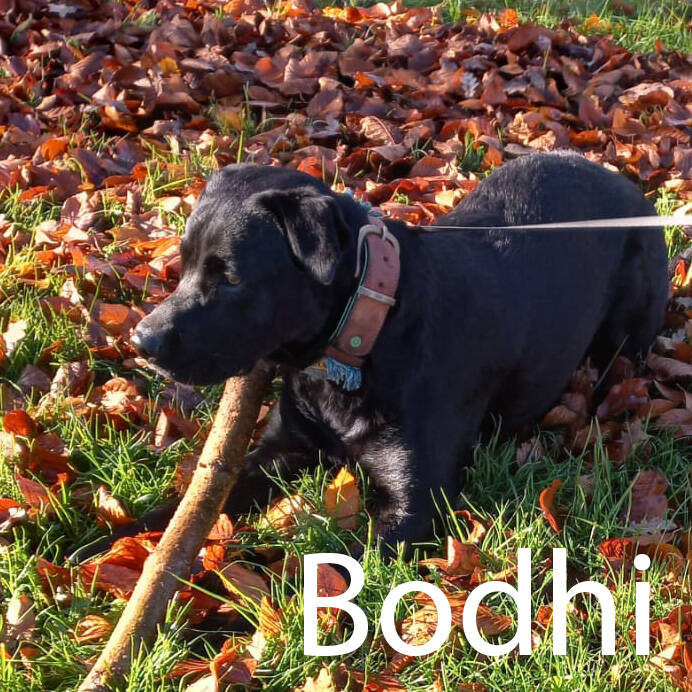 zwarte labrador Hondenuitlaatservice Huisdierenoppas  dierenservice Joëlle Veenendaal, Rhenen, Achterberg, Overberg, Elst, Ederveen, Renswoude, Ede, Bennekom