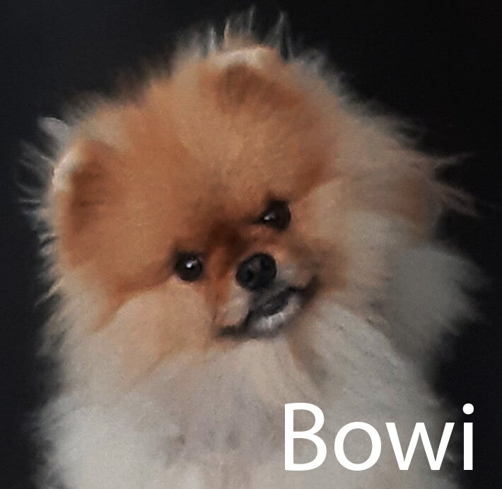 Pommeriaan Hondenuitlaatservice Huisdierenoppas  dierenservice Joëlle Veenendaal, Rhenen, Achterberg, Overberg, Elst, Ederveen, Renswoude, Ede, Bennekom