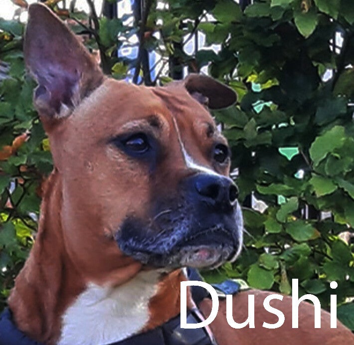 Amerikaanse Staffordshire terier  Hondenuitlaatservice Huisdierenoppas  dierenservice Joëlle Veenendaal, Rhenen, Achterberg, Overberg, Elst, Ederveen, Renswoude, Ede, Bennekom