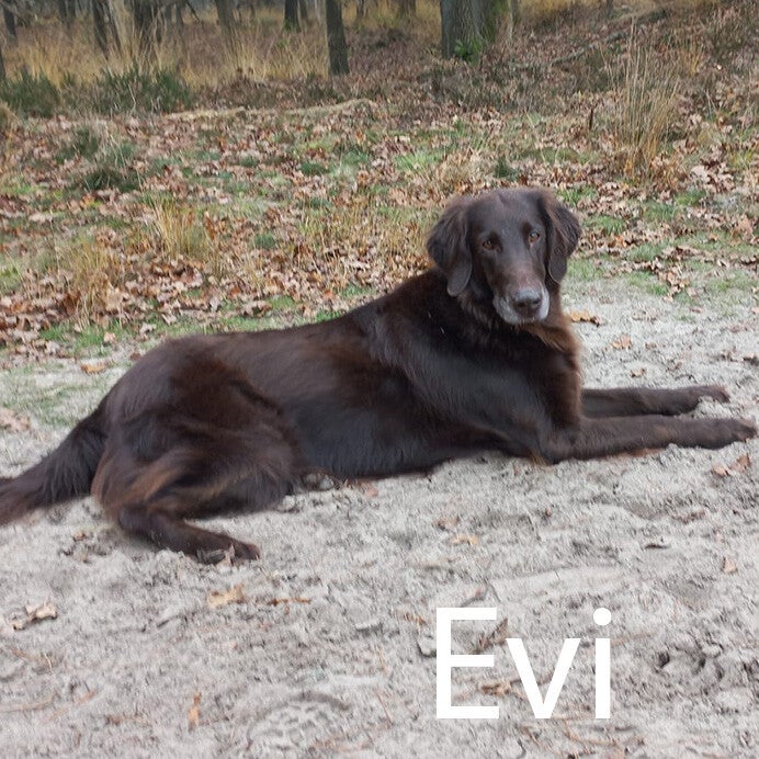 flatcoated retriever Hondenuitlaatservice Huisdierenoppas  dierenservice Joëlle Veenendaal, Rhenen, Achterberg, Overberg, Elst, Ederveen, Renswoude, Ede, Bennekom