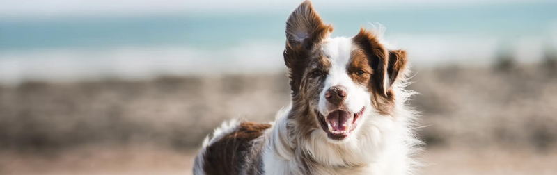 Hond Australische herder   Uitlaatservice Joëlle Veenendaal