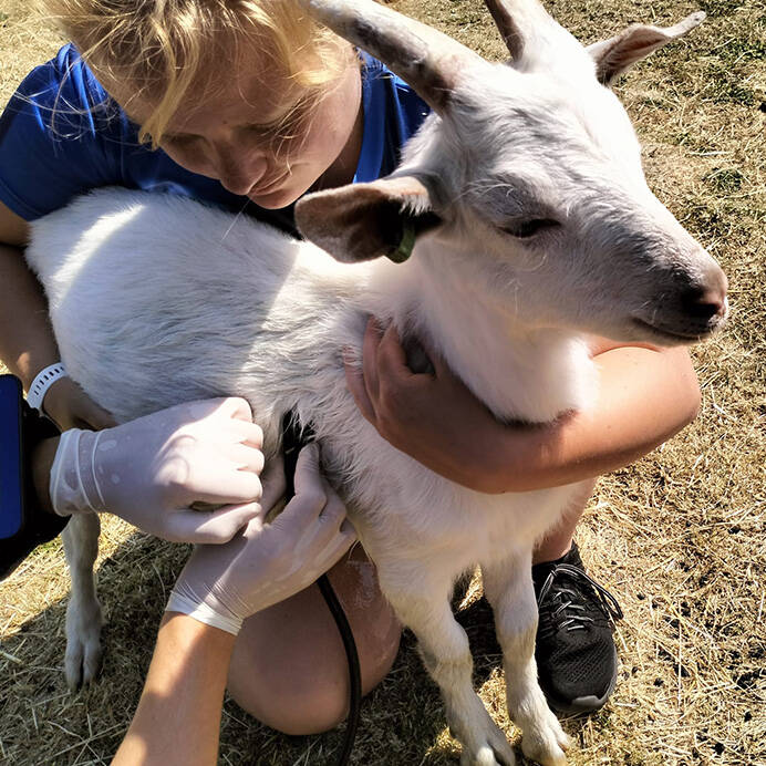 JOëlle houd sanengeit vast voor echo paardenoppas Hondenuitlaatservice Huisdierenoppas  dierenservice Joëlle Veenendaal, Rhenen, Achterberg, Overberg, Elst, Ederveen, Renswoude, Ede, Bennekom