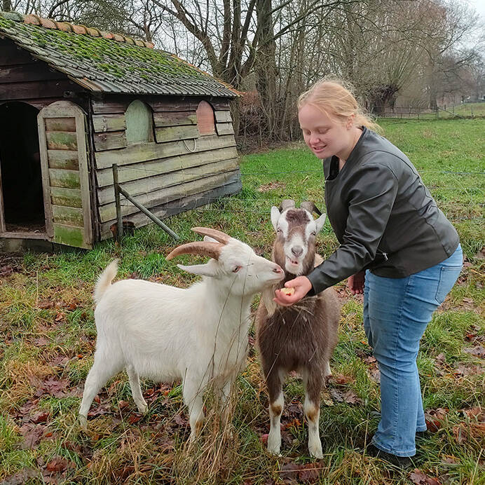 Joëlle geeft twee geiten appel paardenoppas Hondenuitlaatservice Huisdierenoppas  dierenservice Joëlle Veenendaal, Rhenen, Achterberg, Overberg, Elst, Ederveen, Renswoude, Ede, Bennekom