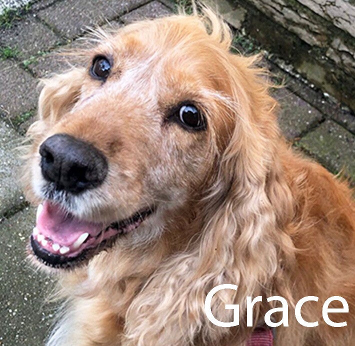 Cockerspaniël Hondenuitlaatservice Huisdierenoppas  dierenservice Joëlle Veenendaal, Rhenen, Achterberg, Overberg, Elst, Ederveen, Renswoude, Ede, Bennekom