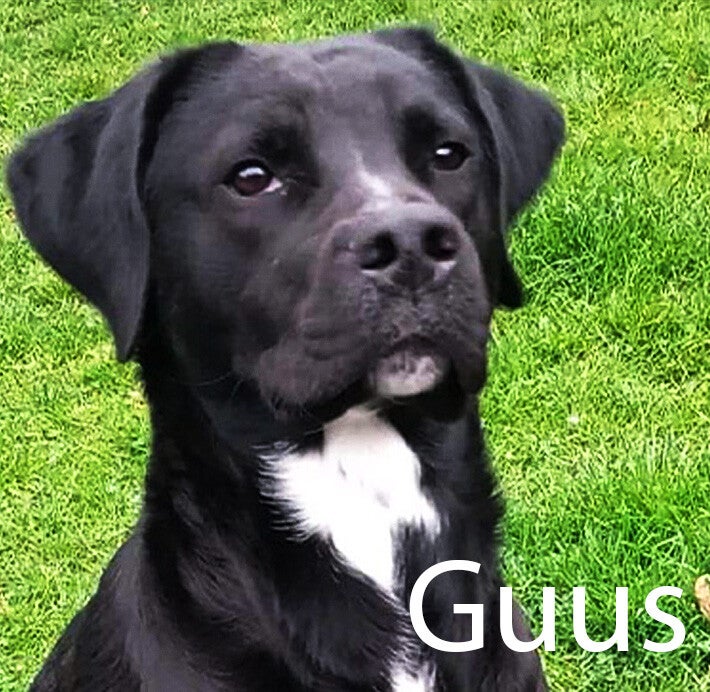 Labrador Hondenuitlaatservice Huisdierenoppas  dierenservice Joëlle Veenendaal, Rhenen, Achterberg, Overberg, Elst, Ederveen, Renswoude, Ede, Bennekom