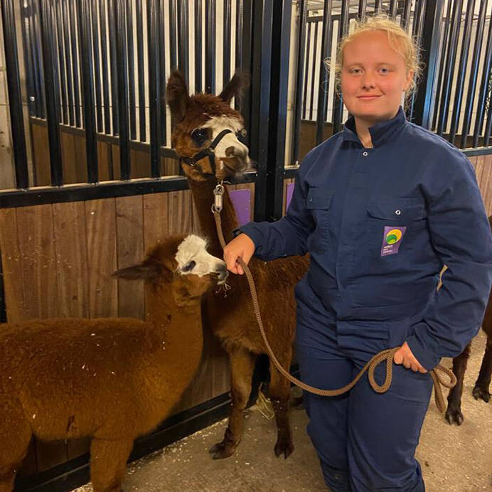 Joëlle met Alpaca en jong  konijnenoppas paardenoppas Hondenuitlaatservice Huisdierenoppas  dierenservice Joëlle Veenendaal, Rhenen, Achterberg, Overberg, Elst, Ederveen, Renswoude, Ede, Bennekom