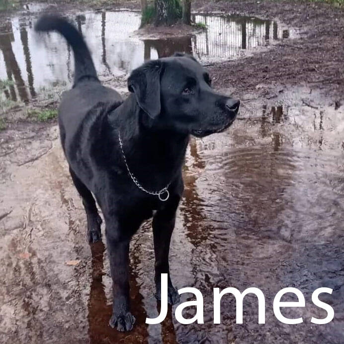 Zwarte labrador Hondenuitlaatservice Huisdierenoppas  dierenservice Joëlle Veenendaal, Rhenen, Achterberg, Overberg, Elst, Ederveen, Renswoude, Ede, Bennekom