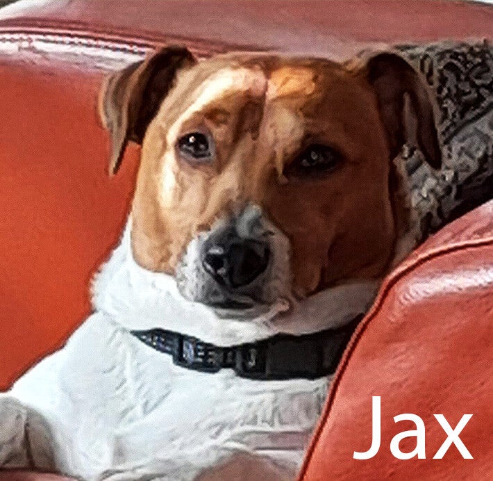 Jack Russel Hondenuitlaatservice Huisdierenoppas  dierenservice Joëlle Veenendaal, Rhenen, Achterberg, Overberg, Elst, Ederveen, Renswoude, Ede, Bennekom