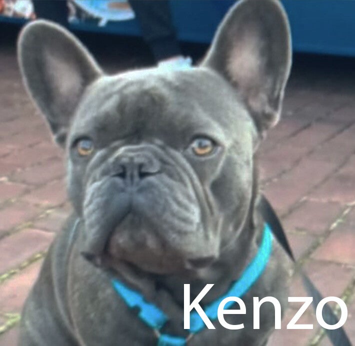 franse bulldog Hondenuitlaatservice Huisdierenoppas  dierenservice Joëlle Veenendaal, Rhenen, Achterberg, Overberg, Elst, Ederveen, Renswoude, Ede, Bennekom