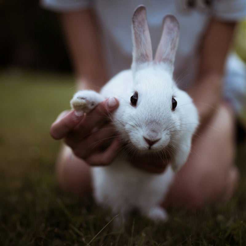 Wit Konijn opgetild door meisje op knieën zit  Konijnenoppas dierenopps Joëlle Veenendaal
