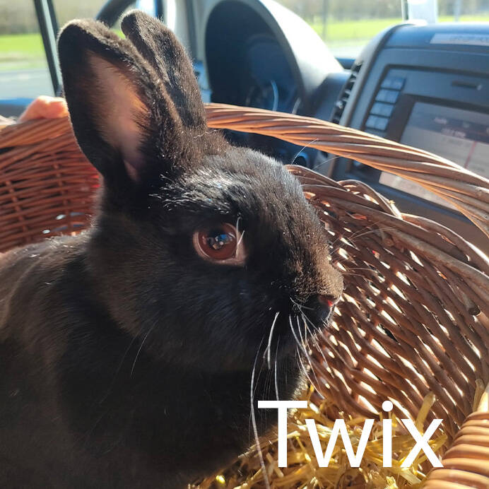 zwart konijn konijnenoppas paardenoppas Hondenuitlaatservice Huisdierenoppas  dierenservice Joëlle Veenendaal, Rhenen, Achterberg, Overberg, Elst, Ederveen, Renswoude, Ede, Bennekom