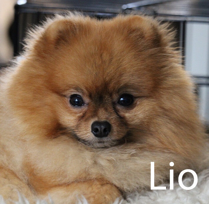 Pommeriaan Hondenuitlaatservice Huisdierenoppas  dierenservice Joëlle Veenendaal, Rhenen, Achterberg, Overberg, Elst, Ederveen, Renswoude, Ede, Bennekom