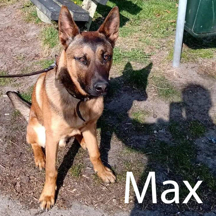 herders hond pup Hondenuitlaatservice Huisdierenoppas  dierenservice Joëlle Veenendaal, Rhenen, Achterberg, Overberg, Elst, Ederveen, Renswoude, Ede, Bennekom