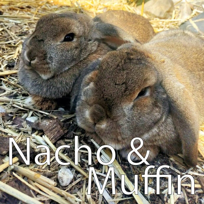 Bruin wit konijn konijnenoppas paardenoppas Hondenuitlaatservice Huisdierenoppas  dierenservice Joëlle Veenendaal, Rhenen, Achterberg, Overberg, Elst, Ederveen, Renswoude, Ede, Bennekom