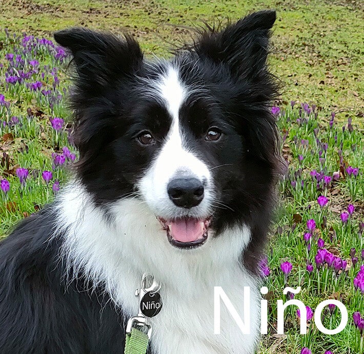 Border Collie Hondenuitlaatservice Huisdierenoppas  dierenservice Joëlle Veenendaal, Rhenen, Achterberg, Overberg, Elst, Ederveen, Renswoude, Ede, Bennekom