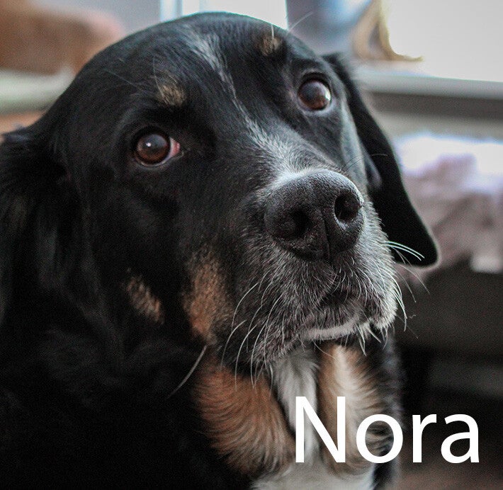 Boulab Hondenuitlaatservice Huisdierenoppas  dierenservice Joëlle Veenendaal, Rhenen, Achterberg, Overberg, Elst, Ederveen, Renswoude, Ede, Bennekom