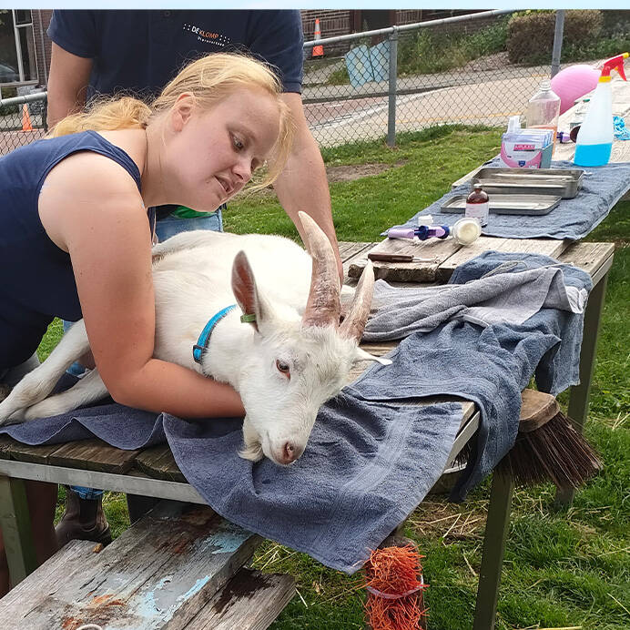 Joëlle legt sanen geit op handoeken voor operatie paardenoppas Hondenuitlaatservice Huisdierenoppas  dierenservice Joëlle Veenendaal, Rhenen, Achterberg, Overberg, Elst, Ederveen, Renswoude, Ede, Bennekom