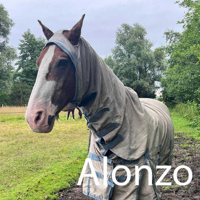 Gelders paard met vliegendeken paardenoppas Hondenuitlaatservice Huisdierenoppas  dierenservice Joëlle Veenendaal, Rhenen, Achterberg, Overberg, Elst, Ederveen, Renswoude, Ede, Bennekom