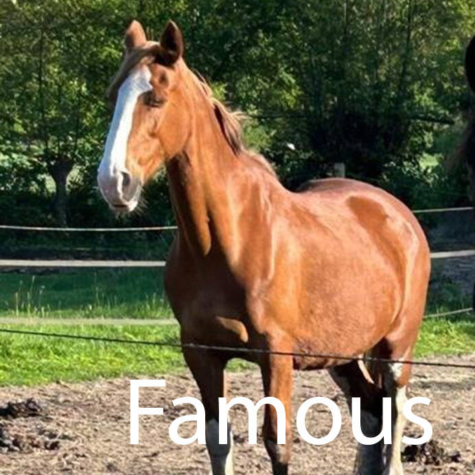 Gelders paard paardenoppas Hondenuitlaatservice Huisdierenoppas  dierenservice Joëlle Veenendaal, Rhenen, Achterberg, Overberg, Elst, Ederveen, Renswoude, Ede, Bennekom