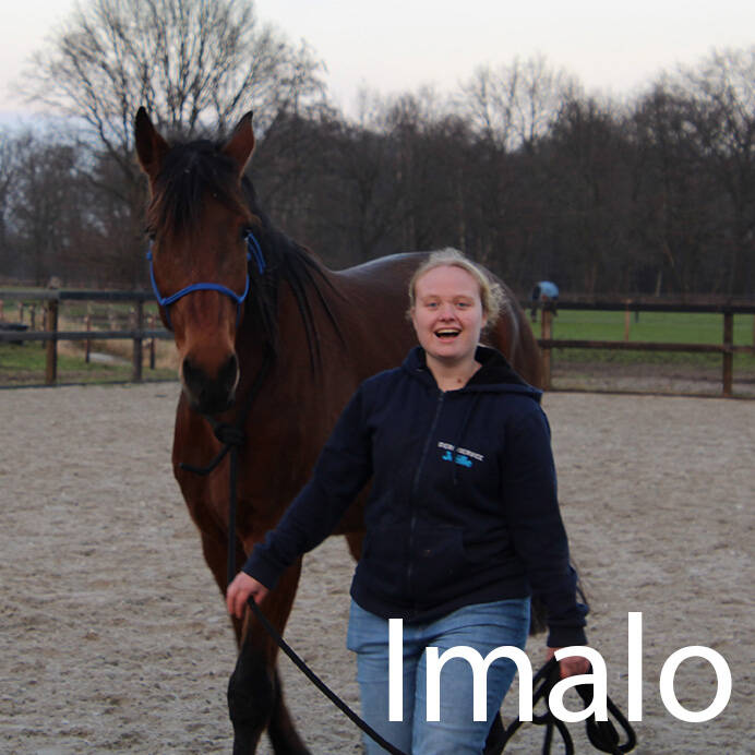 Joëlle met franse draver paard  paardenoppas Hondenuitlaatservice Huisdierenoppas  dierenservice Joëlle Veenendaal, Rhenen, Achterberg, Overberg, Elst, Ederveen, Renswoude, Ede, Bennekom