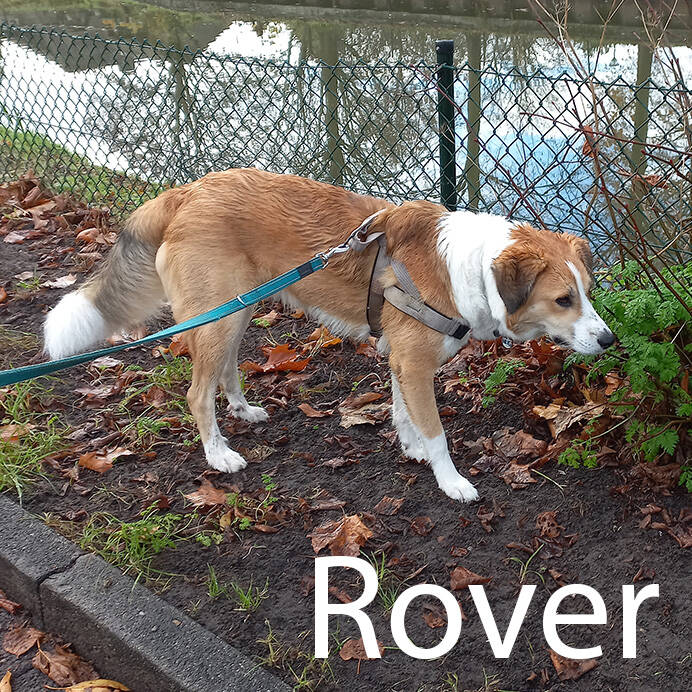 grote bruin witte hond Hondenuitlaatservice Huisdierenoppas  dierenservice Joëlle Veenendaal, Rhenen, Achterberg, Overberg, Elst, Ederveen, Renswoude, Ede, Bennekom