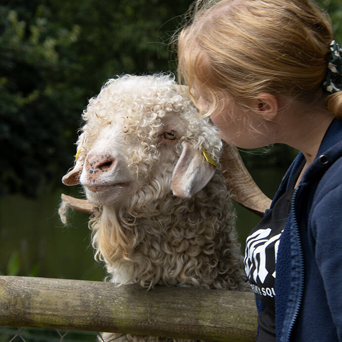 Joelle met schaap  konijnenoppas paardenoppas Hondenuitlaatservice Huisdierenoppas  dierenservice Joëlle Veenendaal, Rhenen, Achterberg, Overberg, Elst, Ederveen, Renswoude, Ede, Bennekom