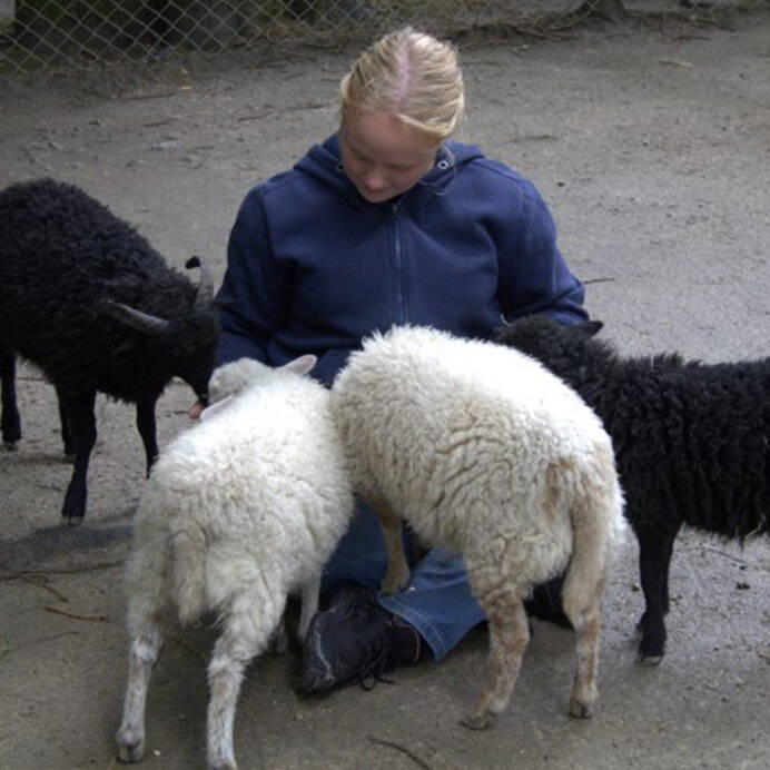 Joëlle met Ouesant schaapjes  konijnenoppas paardenoppas Hondenuitlaatservice Huisdierenoppas  dierenservice Joëlle Veenendaal, Rhenen, Achterberg, Overberg, Elst, Ederveen, Renswoude, Ede, Bennekom