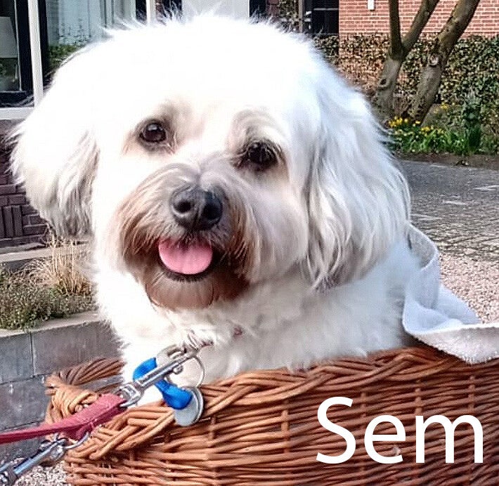 Witte boomer Hondenuitlaatservice Huisdierenoppas  dierenservice Joëlle Veenendaal, Rhenen, Achterberg, Overberg, Elst, Ederveen, Renswoude, Ede, Bennekom