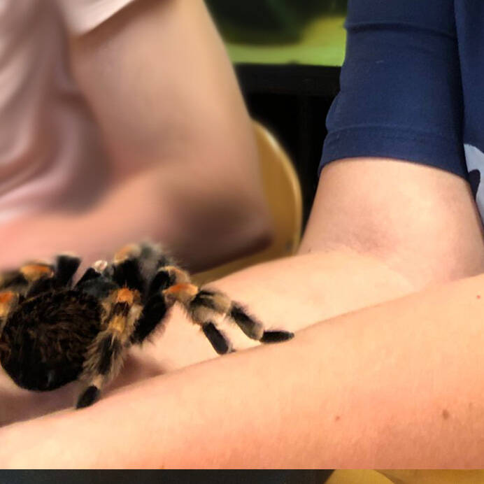 Joëlle met vogelspin Bruin wit konijn konijnenoppas paardenoppas Hondenuitlaatservice Huisdierenoppas  dierenservice Joëlle Veenendaal, Rhenen, Achterberg, Overberg, Elst, Ederveen, Renswoude, Ede, Bennekom