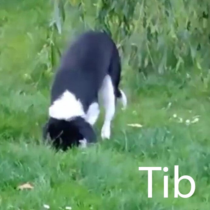 zwart witte hond Hondenuitlaatservice Huisdierenoppas  dierenservice Joëlle Veenendaal, Rhenen, Achterberg, Overberg, Elst, Ederveen, Renswoude, Ede, Bennekom